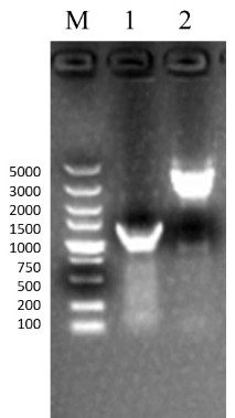 Competitive ELISA antibody detection kit for bovine infectious rhinotracheitis virus and its application