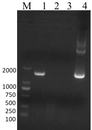 Competitive ELISA antibody detection kit for bovine infectious rhinotracheitis virus and its application