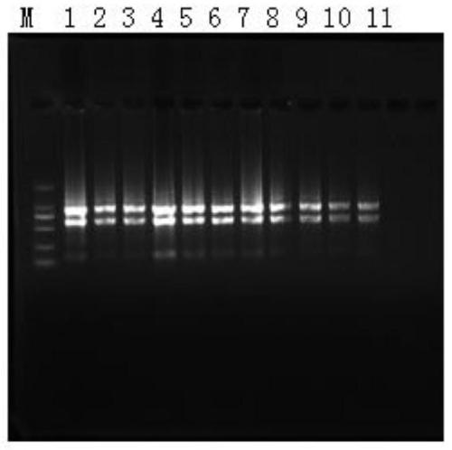 Fluorescent quantitative internal reference genes and their primers and applications in different tissues in Changshan, Haizhou