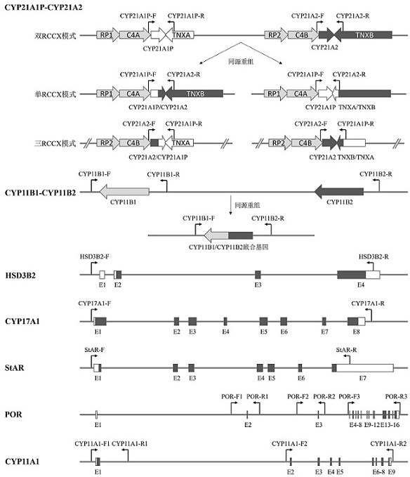 Primer group and kit for simultaneously detecting multiple mutations of nine genes related to congenital adrenal hyperplasia