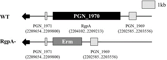 Preparation method of porphyromonas gingivalis RgpA gene knock-out mutant strain