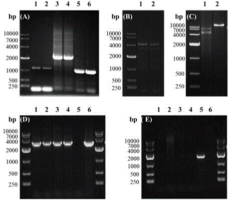 Preparation method of porphyromonas gingivalis RgpA gene knock-out mutant strain