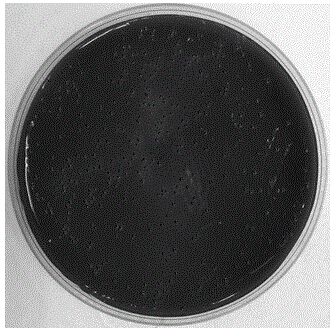 Preparation method of porphyromonas gingivalis RgpA gene knock-out mutant strain