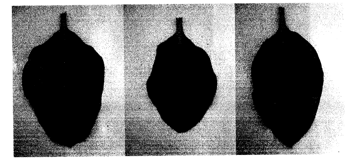 Biological control pseudomonas monteilii strain against tobacco mosaic virus (TMV)