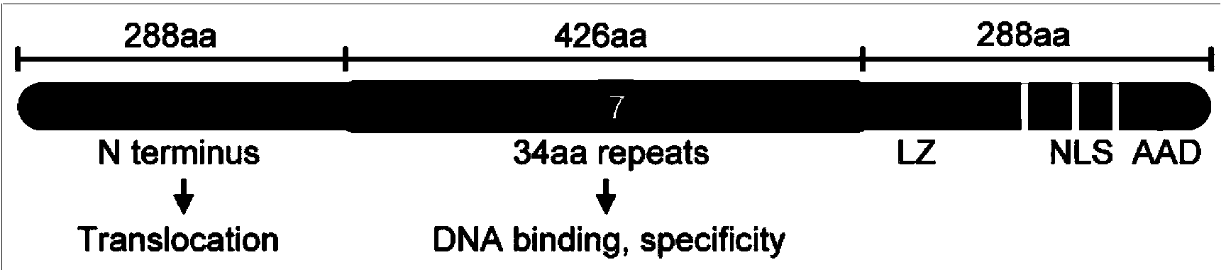 AvrBs3/pthA family gene jval containing HD to NG virulence factor modes