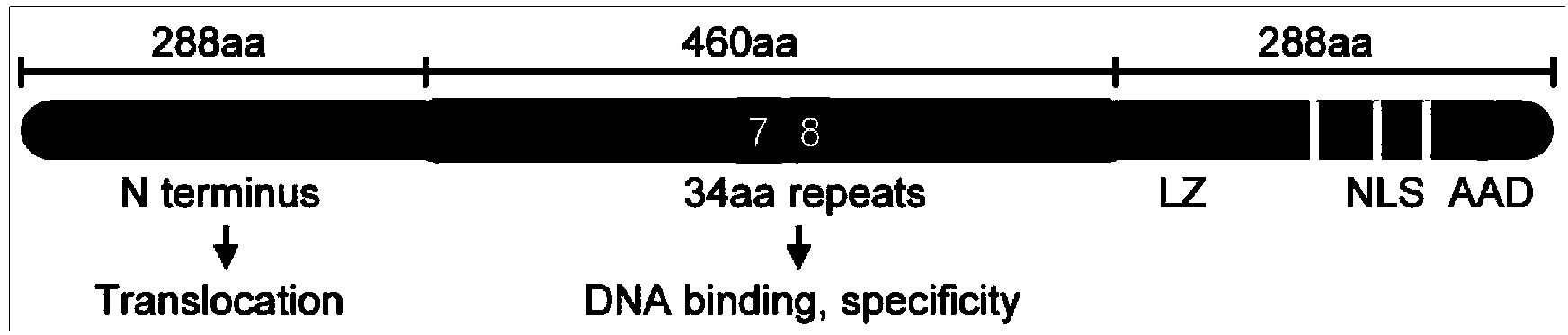 AvrBs3/pthA family gene jval containing HD to NG virulence factor modes