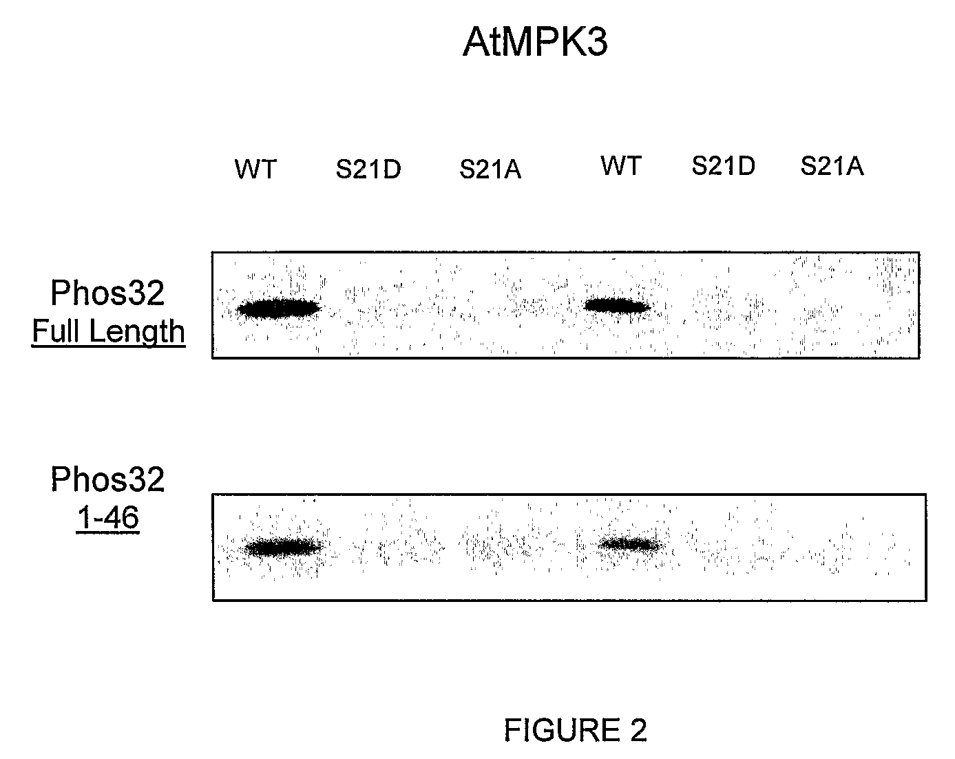 Peptides, Nucleic Acids and Materials