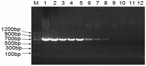 LAMP method for detecting bacterial resistance to florfenicol