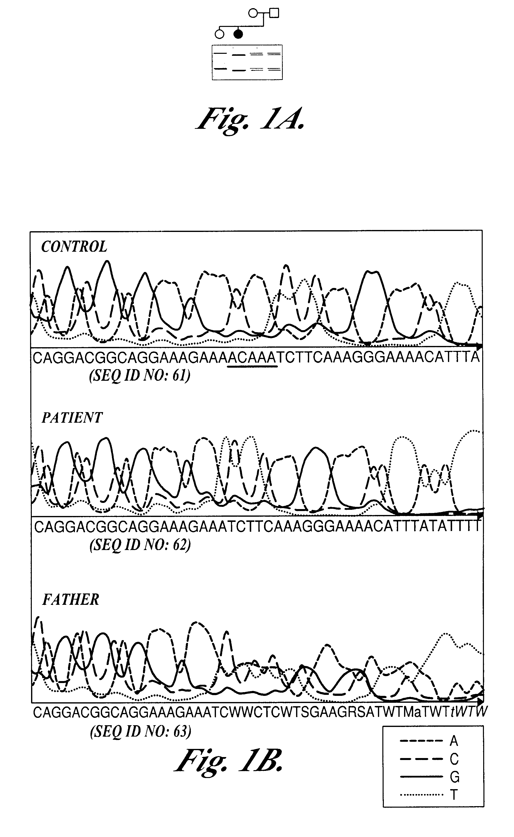 Gene associated with Nijmegen breakage syndrome, it's gene product and methods for their use