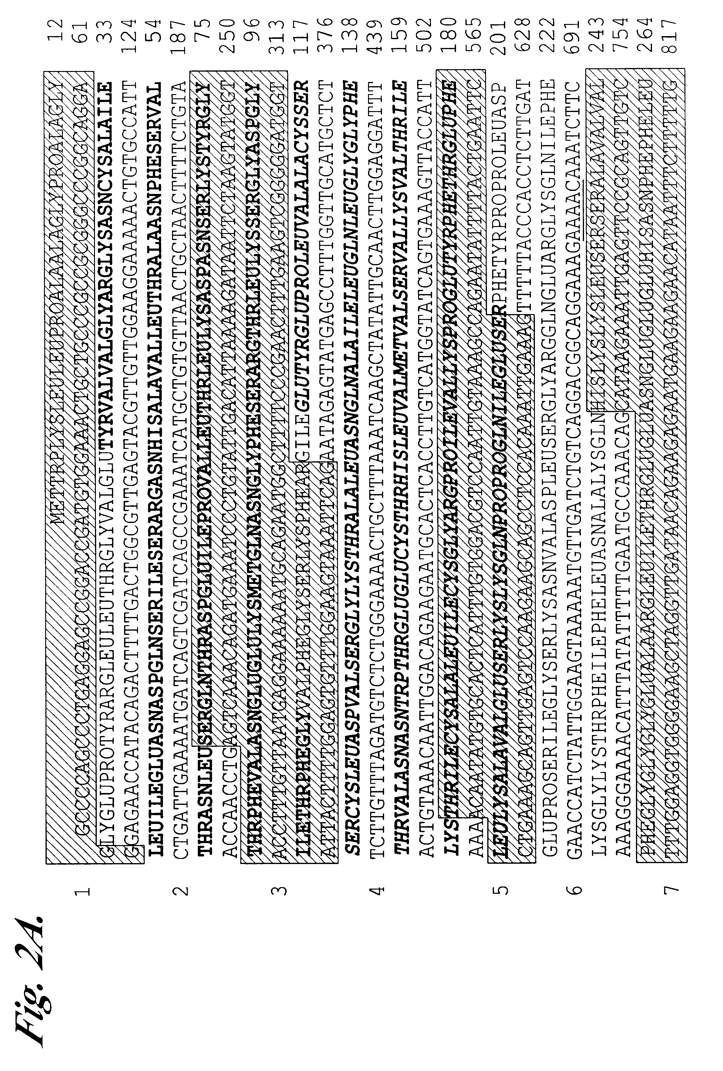 Gene associated with Nijmegen breakage syndrome, it's gene product and methods for their use