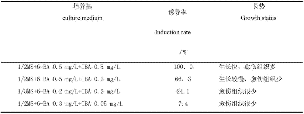 Liaofu variety big fruit sea-buckthorn shoot tip tissue medium formula