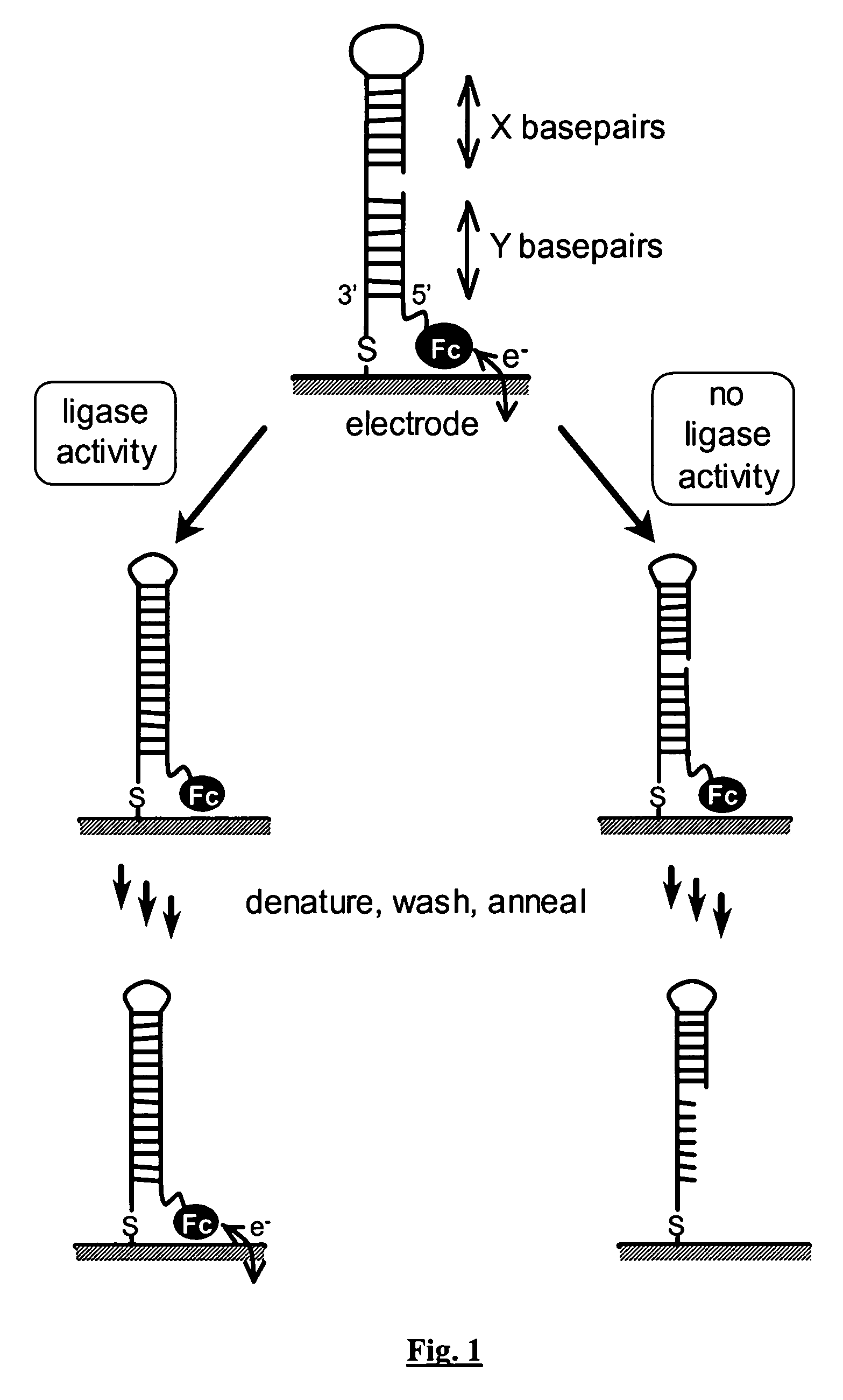 Assay for nucleic acid ligase and nucleic acid nuclease
