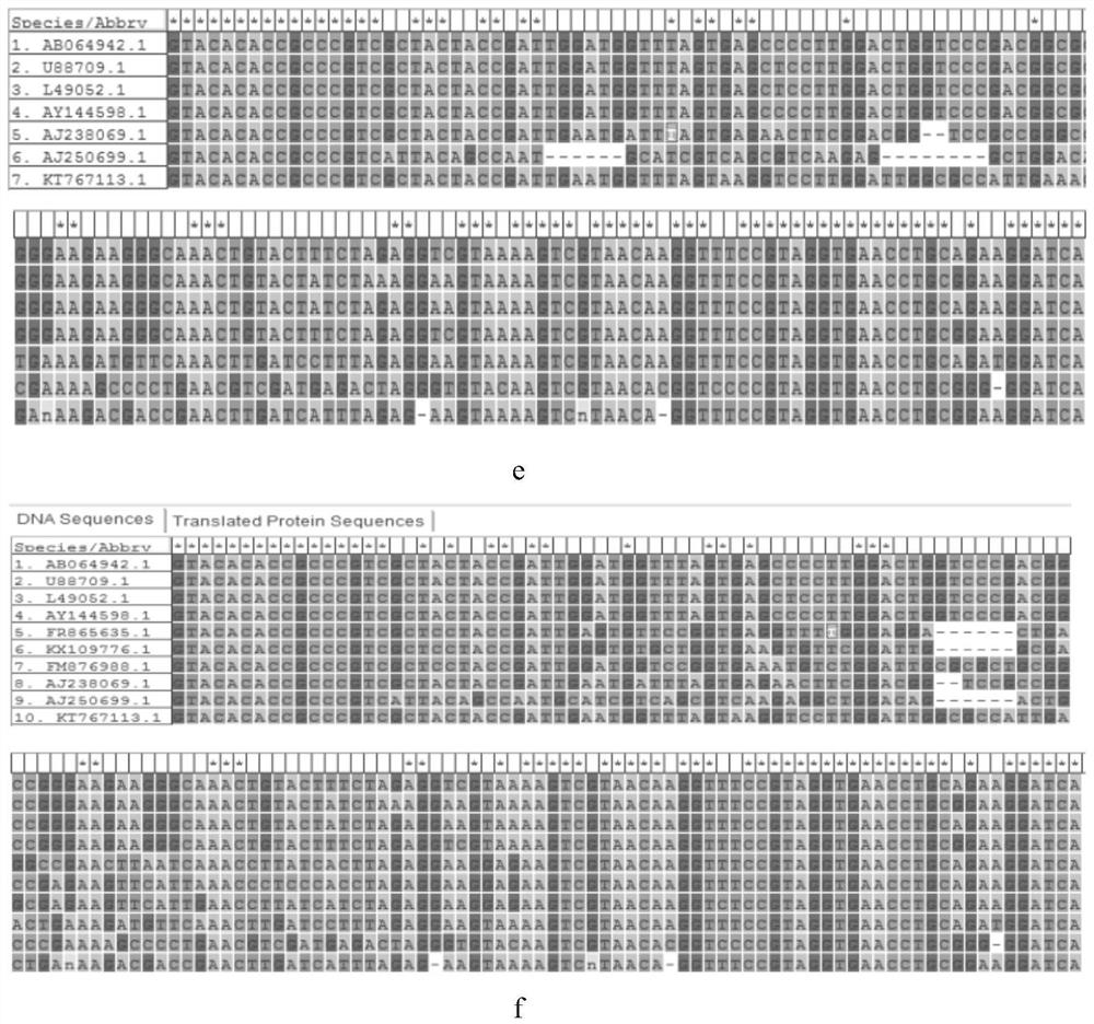 A primer for inhibiting specific amplification of shrimp and oyster 18srDNA sequences and its application