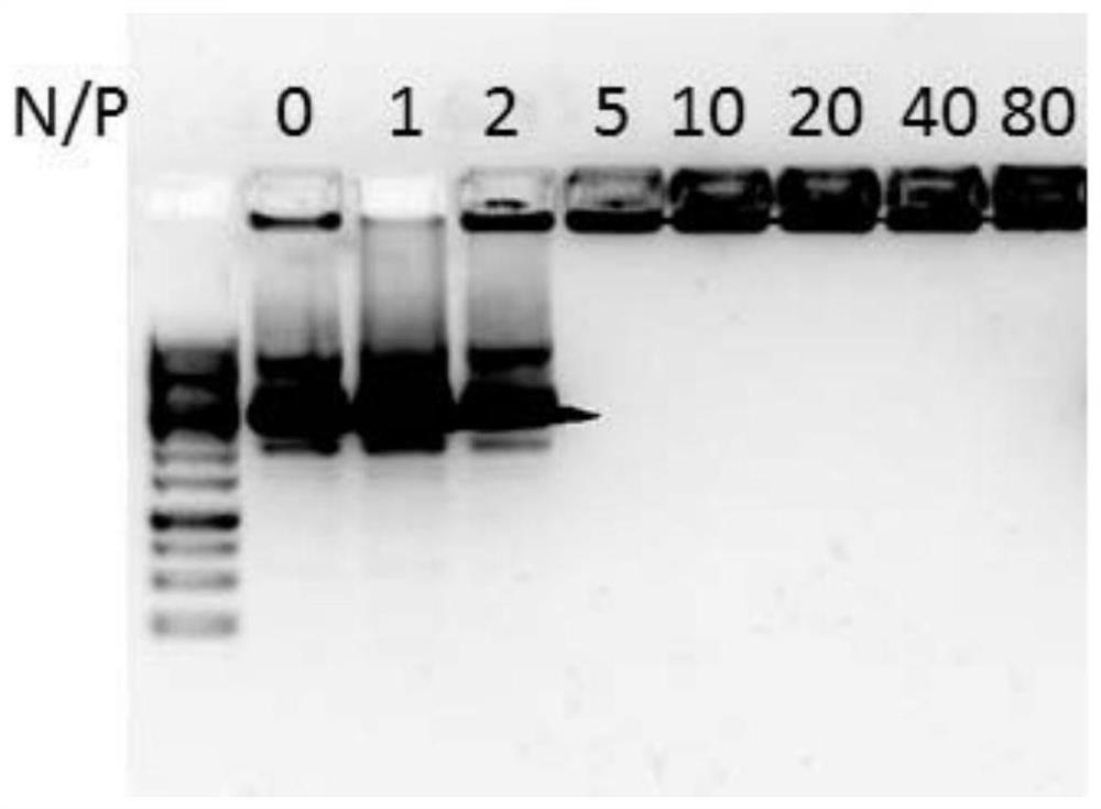 A kind of cell penetrating peptide and its preparation method and application