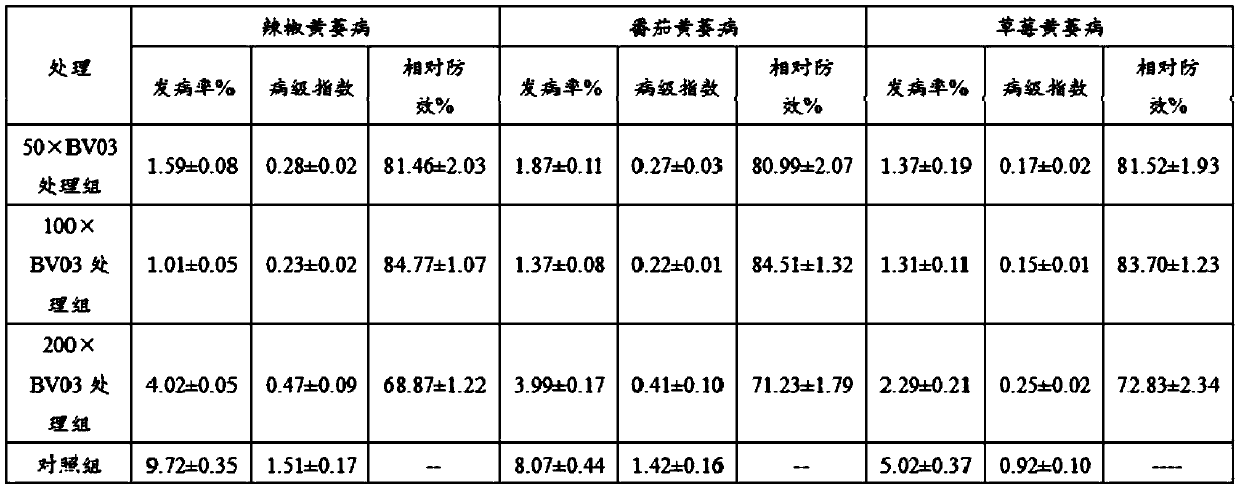 Biocontrol bacterium BV03 and application and bacteria inoculant thereof, and preparation method of bacteria inoculant