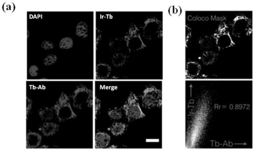 A kind of iridium complex with tubulin recognition function and its preparation method and application