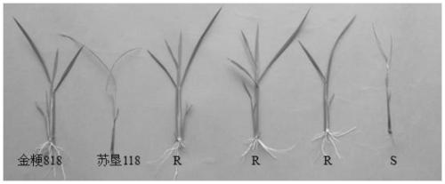 A method for breeding japonica rice varieties resistant to herbicide imazethapyr using molecular markers