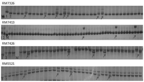 A method for breeding japonica rice varieties resistant to herbicide imazethapyr using molecular markers