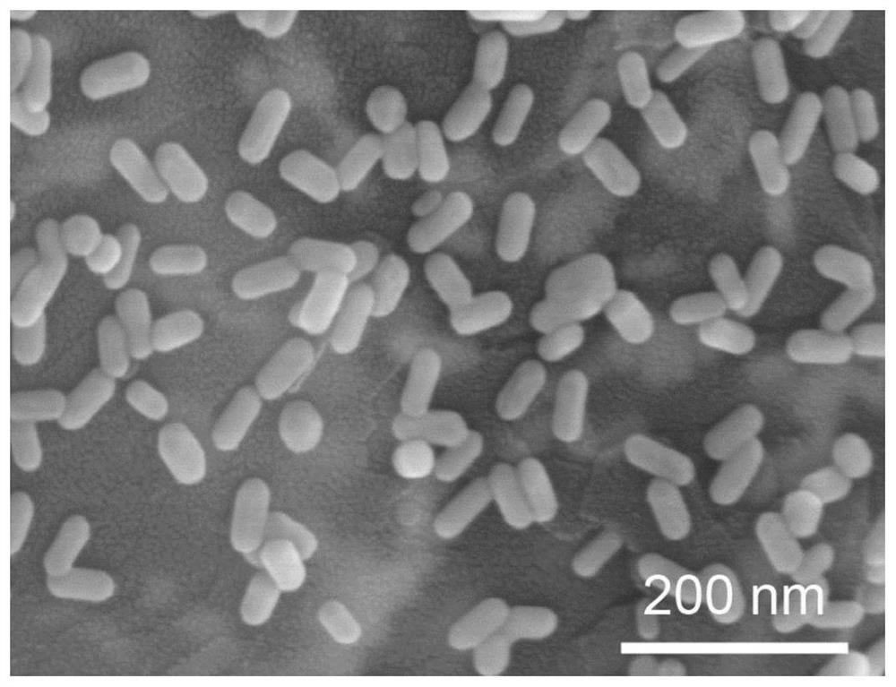 Preparation method of flexible composite SERS (Surface Enhanced Raman Scattering) substrate based on expanded graphite