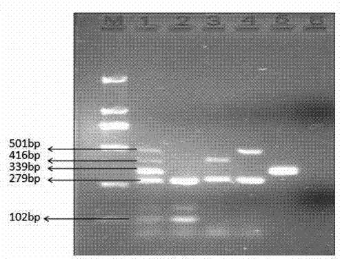 Method for detecting staphylococcus aureus and enterotoxin genotypes thereof through multiple PCR (polymerase chain reaction)