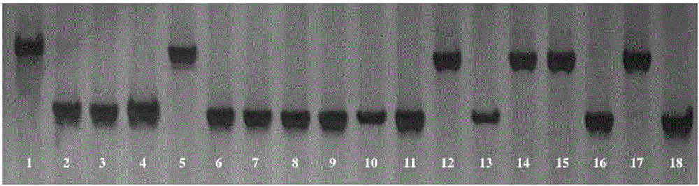 InDel molecular marker co-segregated from ZYMV resistance gene of cucumber