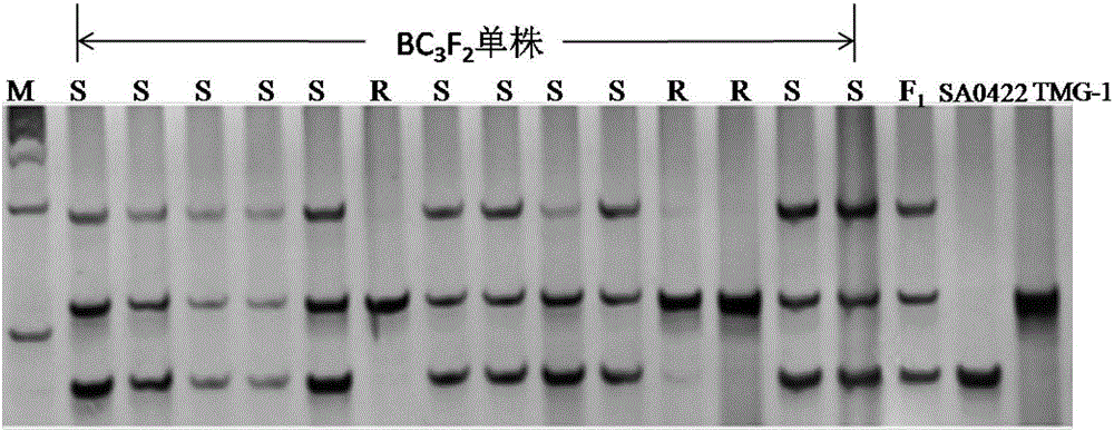 InDel molecular marker co-segregated from ZYMV resistance gene of cucumber