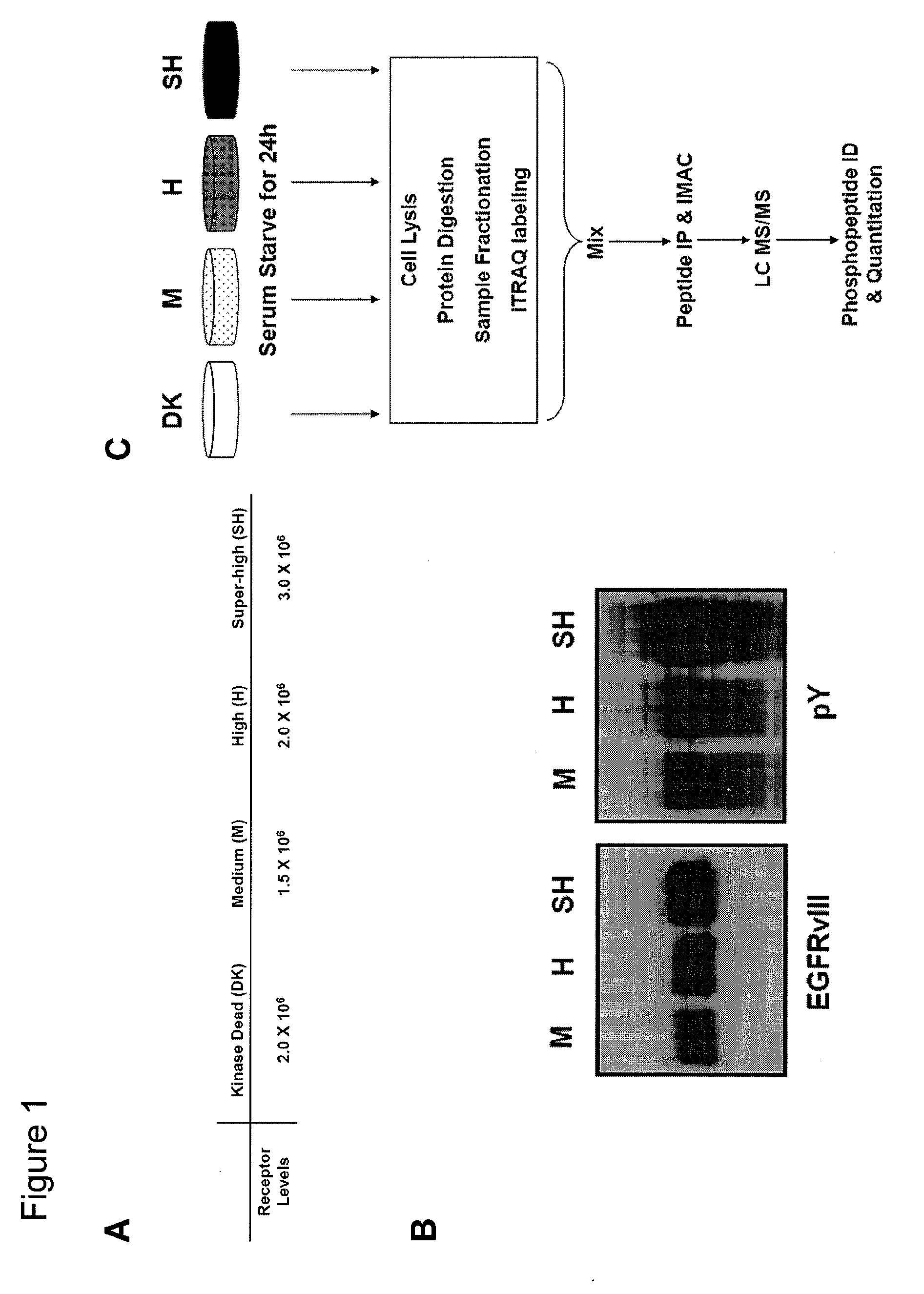 Methods for treating cancers associated with constitutive EGFR signaling