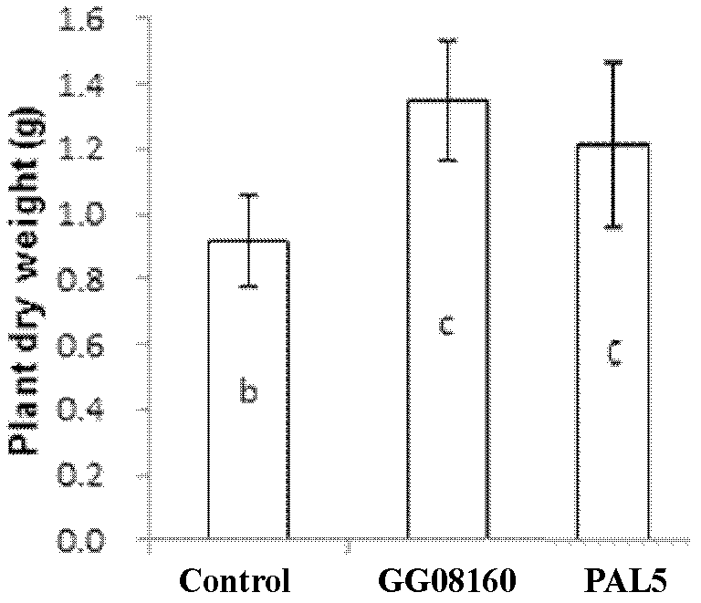 Nitrogen-fixing Klebsiella sp. with high anti-glyphosate activity and its application