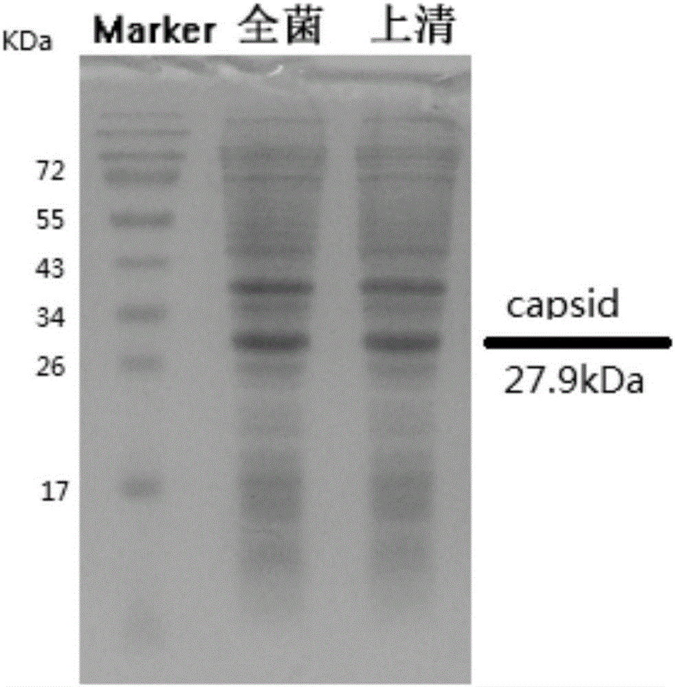 Expression vector of Cap protein of porcine circovirus (PCV) 2 as well as construction method and application thereof