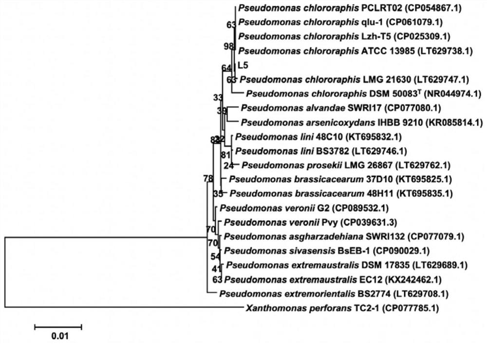 Pseudomonas chlororaphis and application thereof in prevention and treatment of plant bacterial soft rot