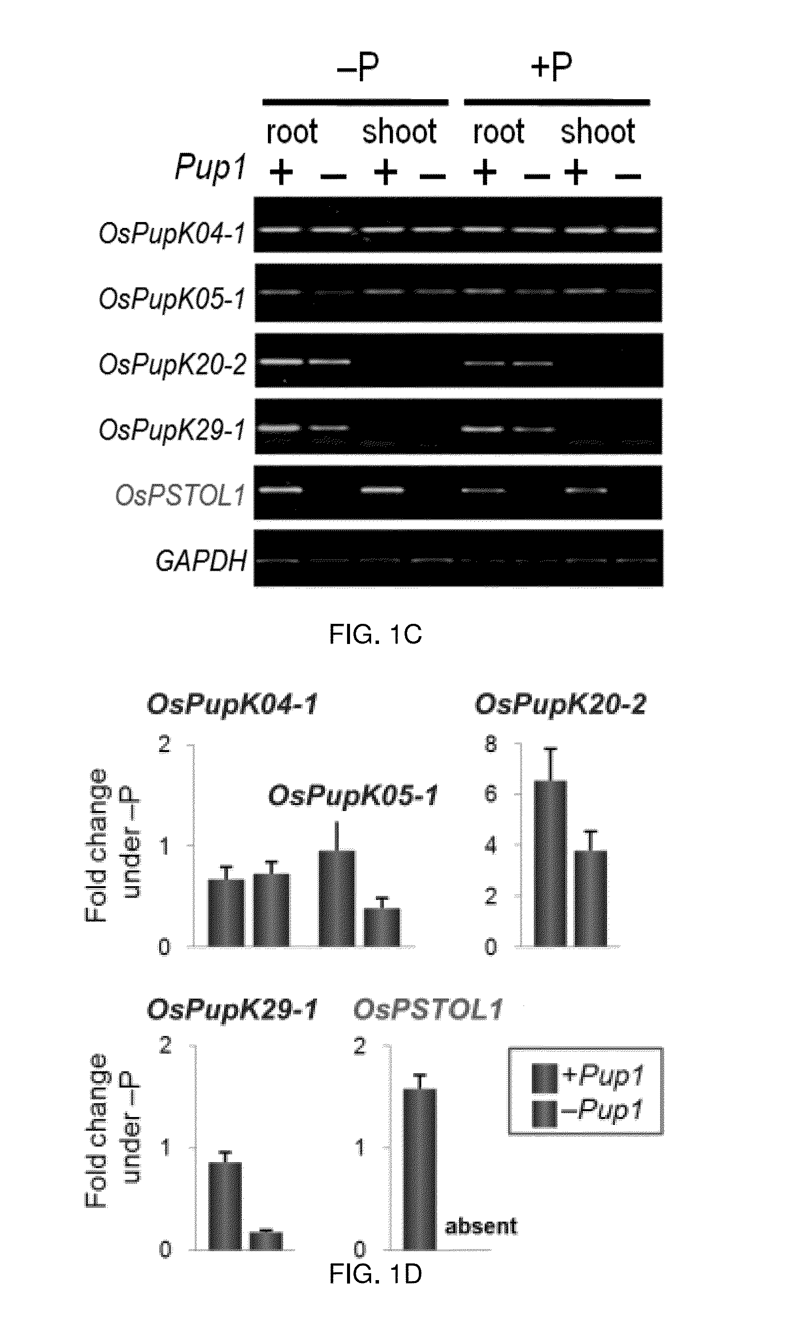 Root Growth, Nutrient Uptake, and Tolerance of Phosphorus Deficiency in Plants and Related Materials and Methods