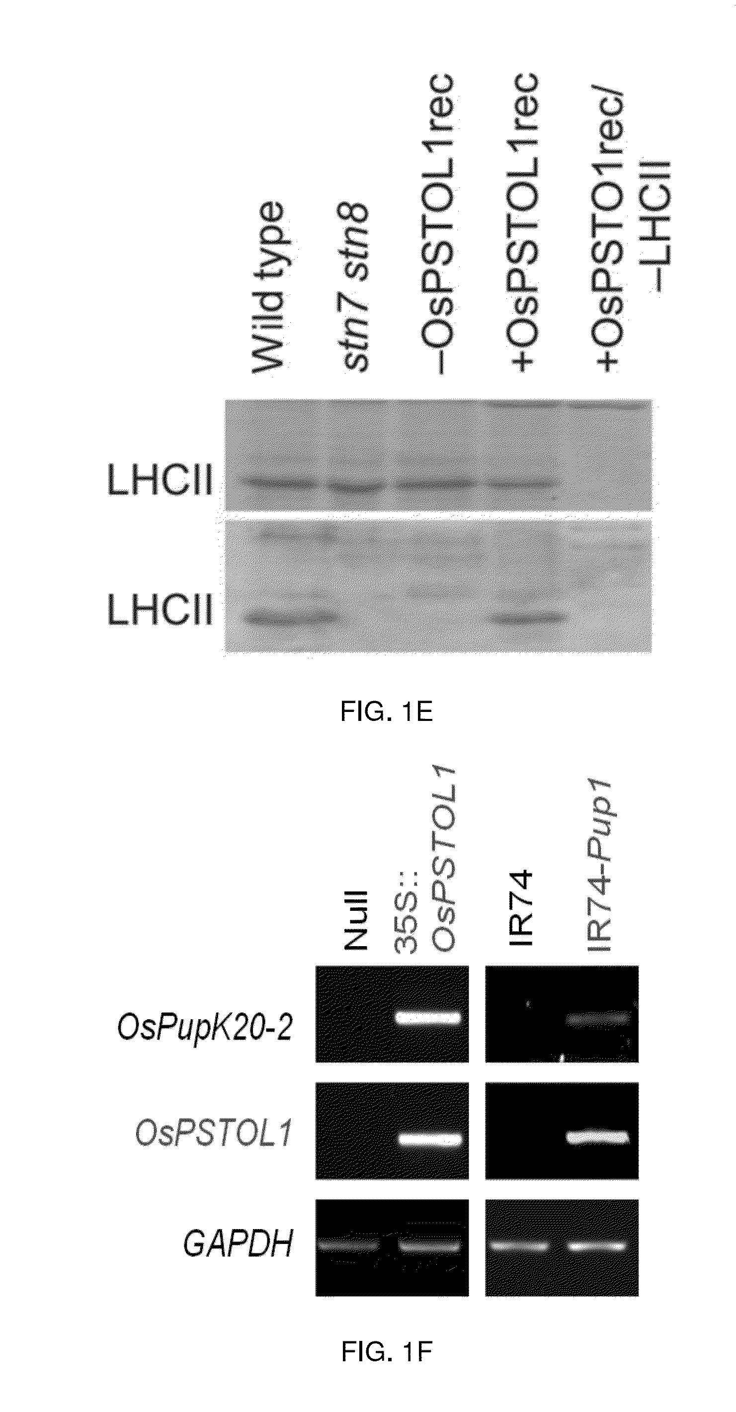 Root Growth, Nutrient Uptake, and Tolerance of Phosphorus Deficiency in Plants and Related Materials and Methods