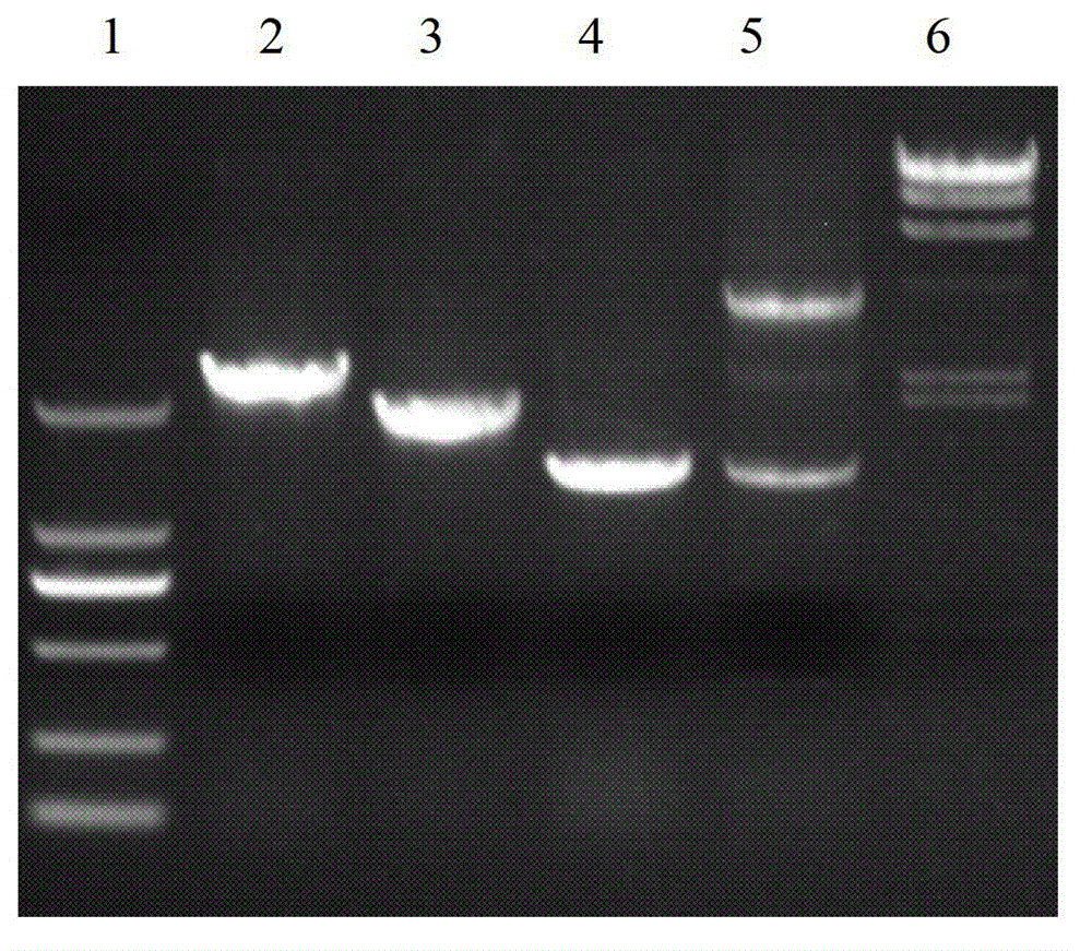 Escherichia coli expression strain and method thereof for producing N-acetyl-D-neuraminic acid