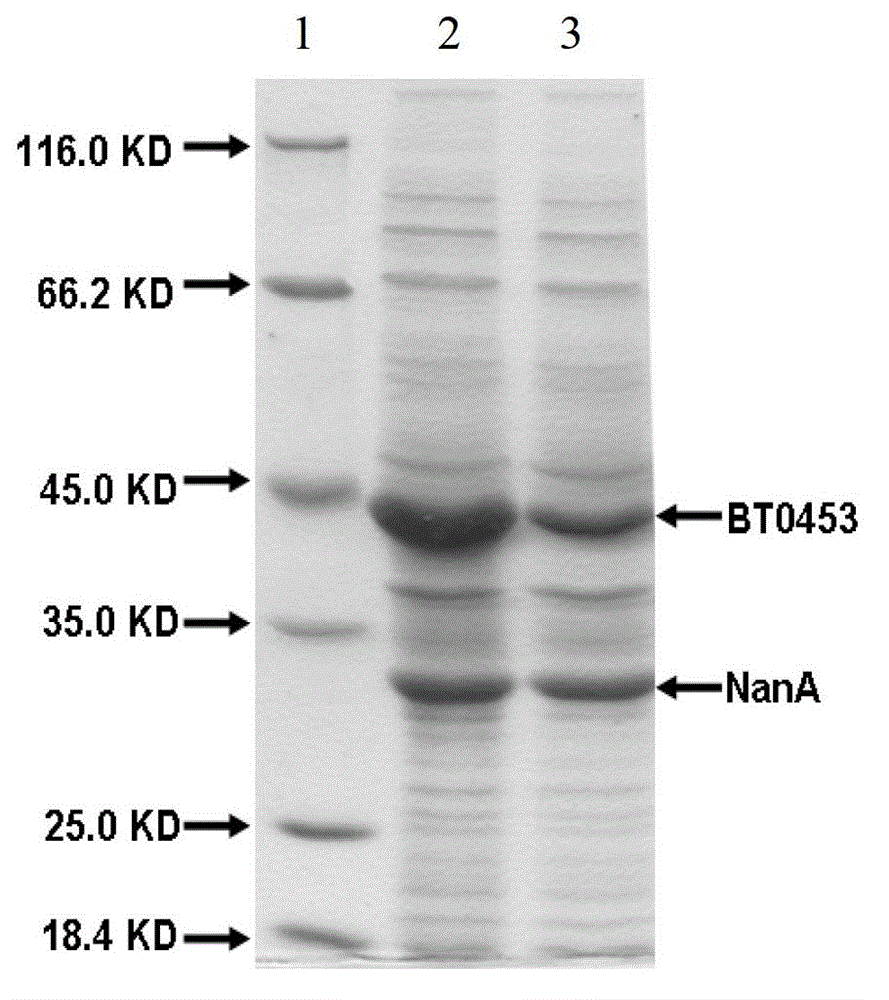 Escherichia coli expression strain and method thereof for producing N-acetyl-D-neuraminic acid