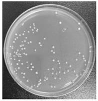 Bacillus coagulans BC99 and screening method thereof
