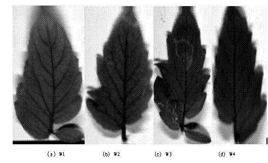 Method for diagnosing crop water deficit through hyperspectral image technology