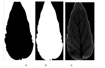 Method for diagnosing crop water deficit through hyperspectral image technology