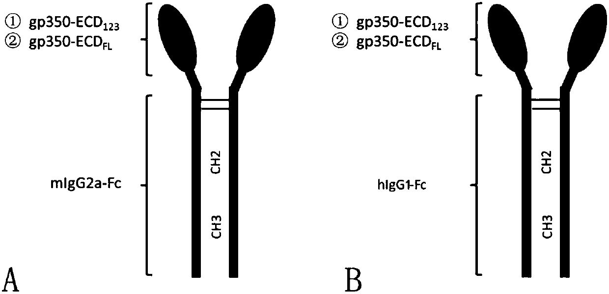 Fusion protein comprising Fc domain of IgG and extracellular domain of EB virus envelope glycoprotein