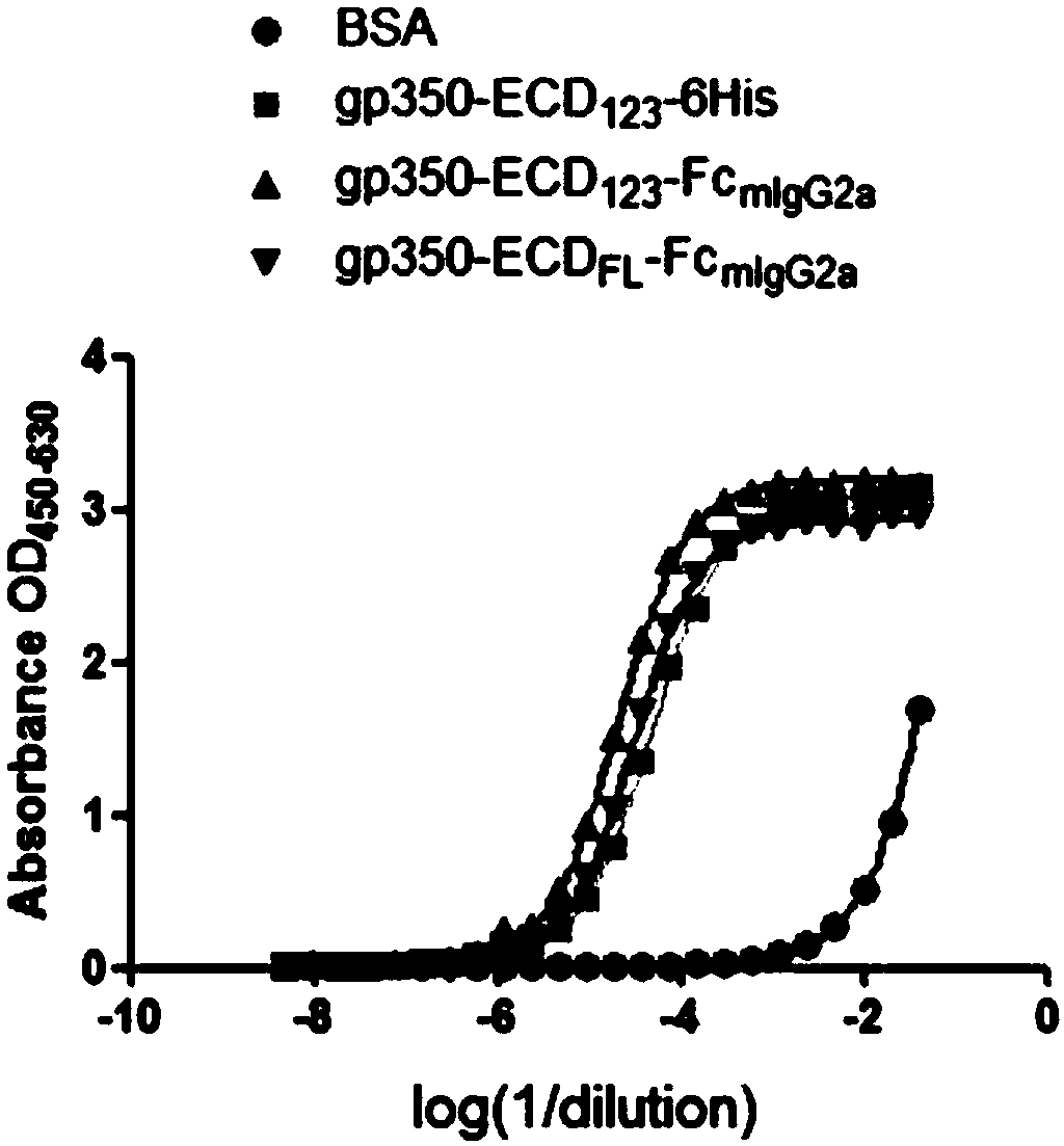 Fusion protein comprising Fc domain of IgG and extracellular domain of EB virus envelope glycoprotein