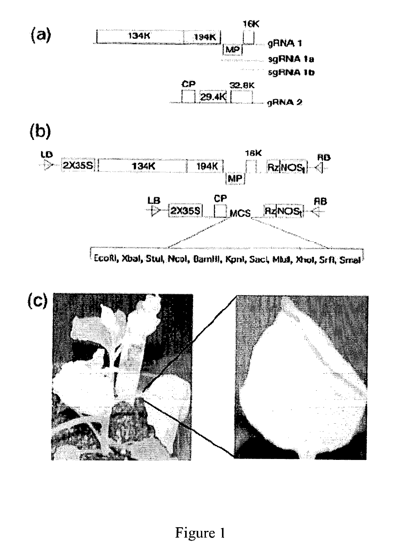 Tobacco rattle virus vectors and related compositions and methods