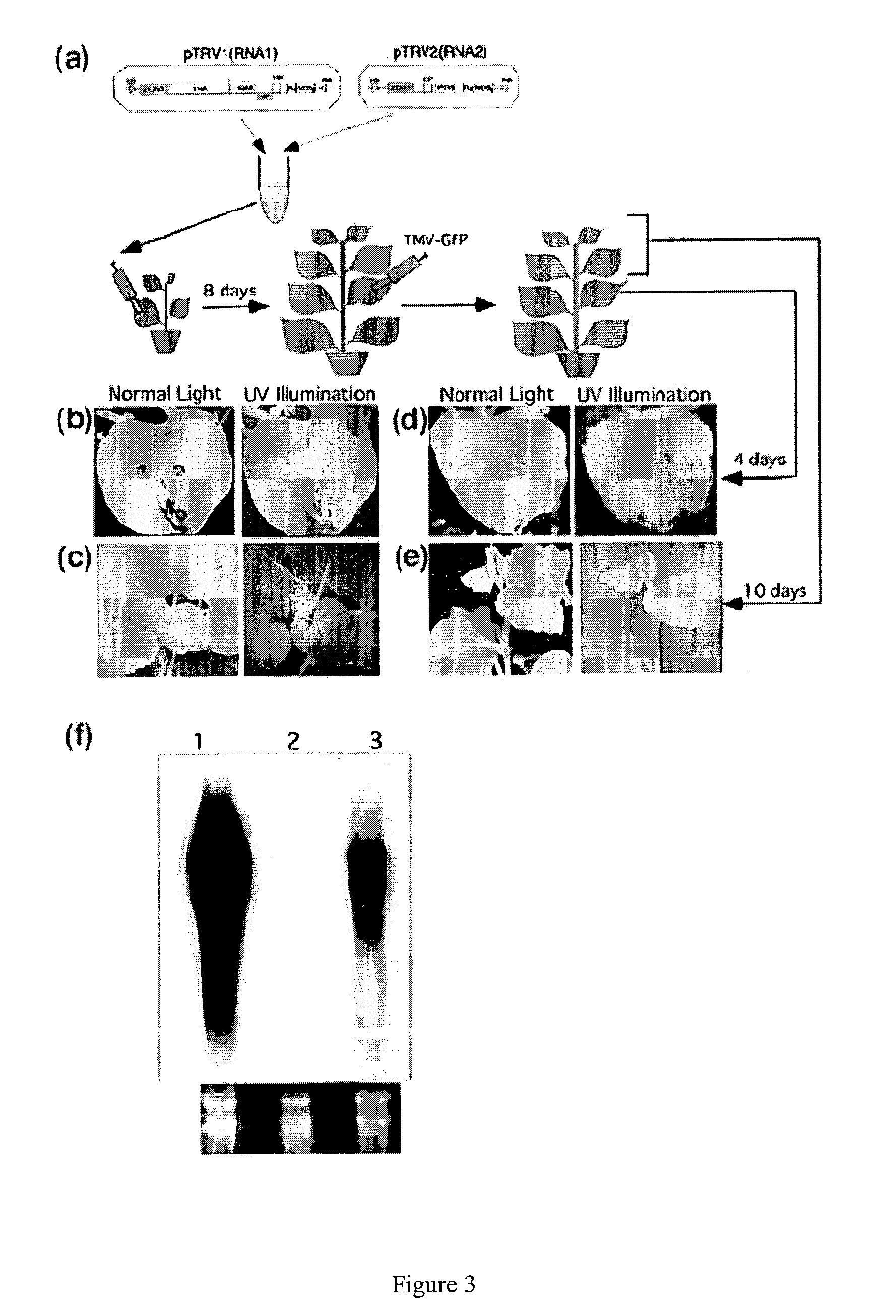 Tobacco rattle virus vectors and related compositions and methods