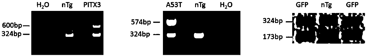 Method for preparing midbrain dopaminergic neuron