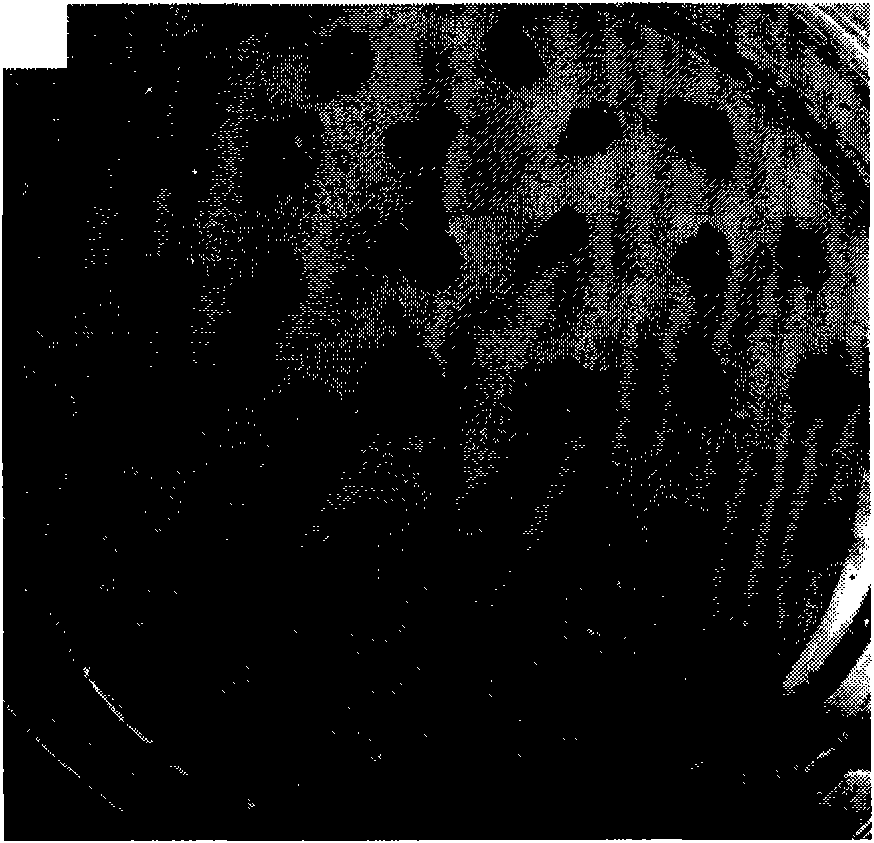 Method for breeding transgenic tetraena mongolica callus and special culture medium thereof