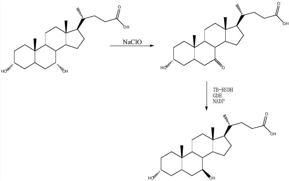 Method for synthesizing UDCA (ursodesoxycholic acid) by catalyzing CA (cholic acid) by chemical cells