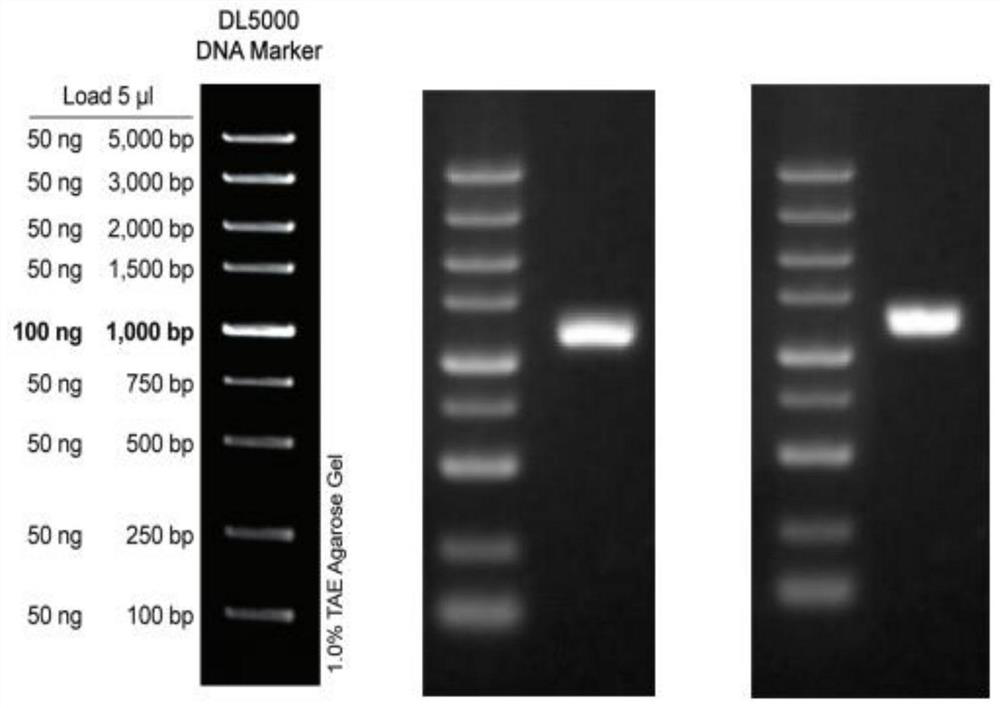 Glucose dehydrogenase gld gene of Leaperia bancroft and its amplification primer combination and cloning method