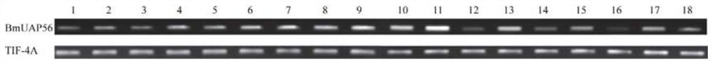 Application of bmuap56 gene in silkworm