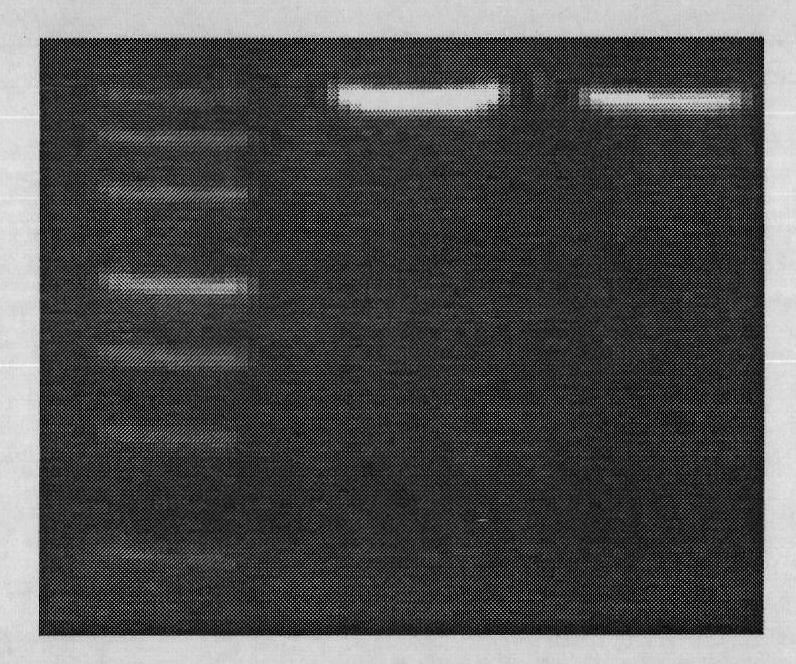 Expression vector for efficiently expressing exogenous gene of HEK293 cell