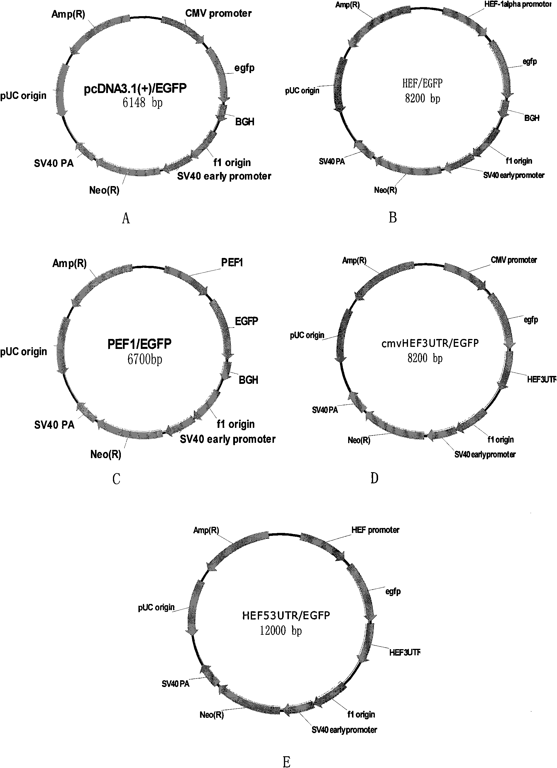 Expression vector for efficiently expressing exogenous gene of HEK293 cell