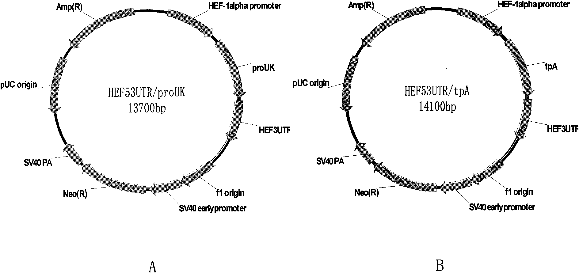 Expression vector for efficiently expressing exogenous gene of HEK293 cell