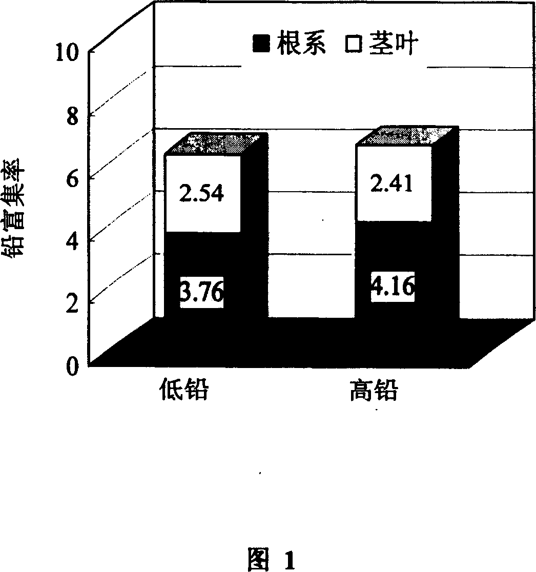 Method for restoring lead contaminated soil by utilizing eremochloa ophiuroides